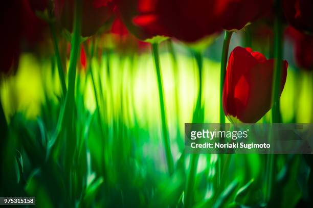 red tulips - sugimoto foto e immagini stock
