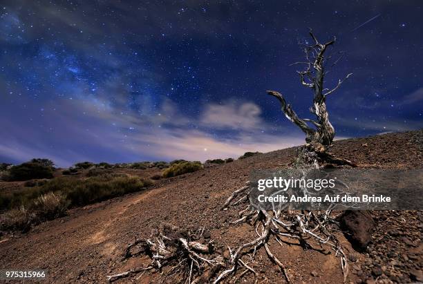 tree under the stars - auf dem land stock pictures, royalty-free photos & images