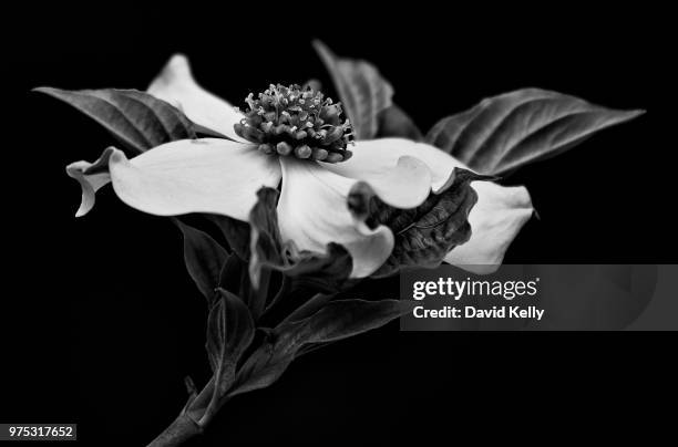 dogwood blossom - dogwood blossom stockfoto's en -beelden