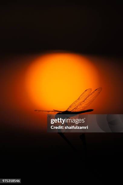 dragonfly perched at dead stick over beautiful sunset - shaifulzamri stock pictures, royalty-free photos & images