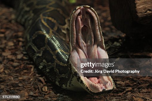Tigerpython Tigerpython