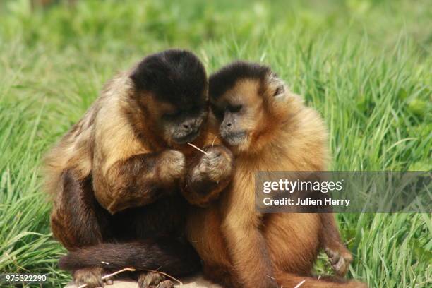 urucará,brazil - capuchin monkey stock pictures, royalty-free photos & images