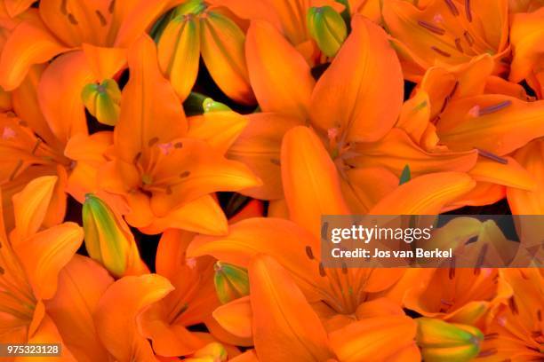 bed of lilies - berkel stock pictures, royalty-free photos & images