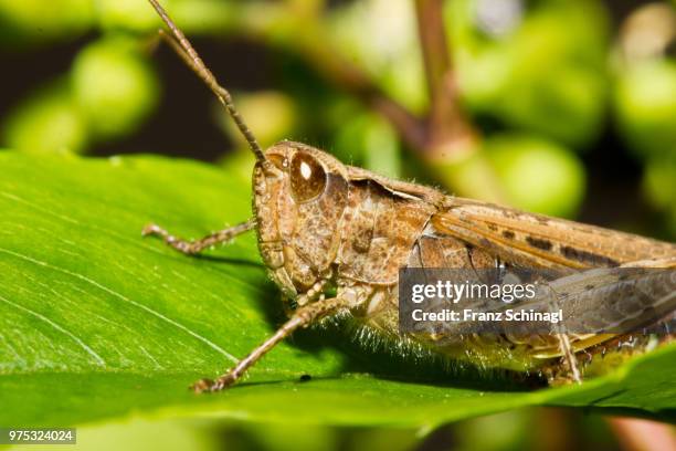 grashopper - heuschrecke - heuschrecke stock pictures, royalty-free photos & images