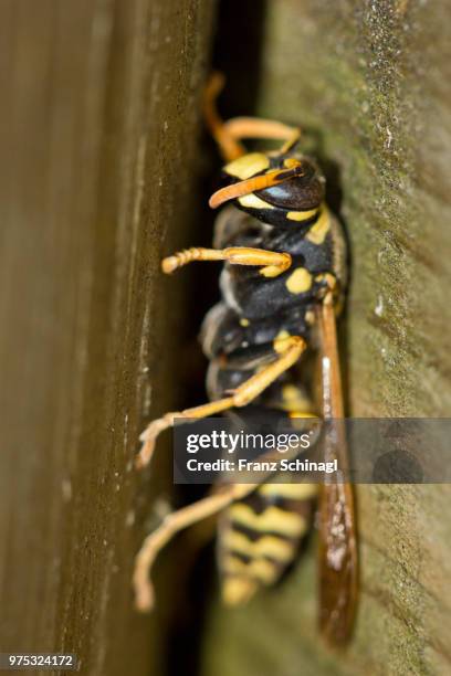 wespe - wasp - wespe stock pictures, royalty-free photos & images