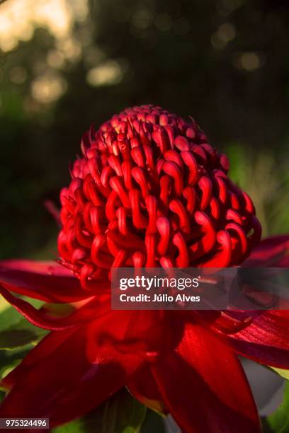 king protea i - protea stock pictures, royalty-free photos & images