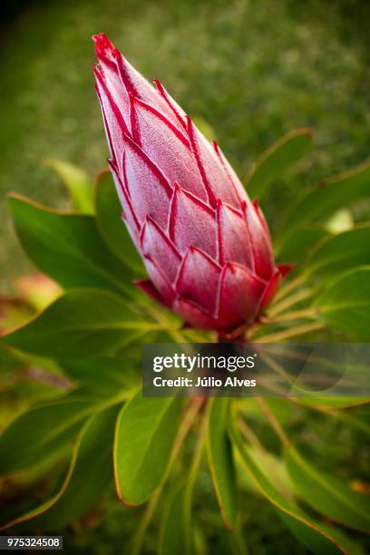protea i - protea stock pictures, royalty-free photos & images