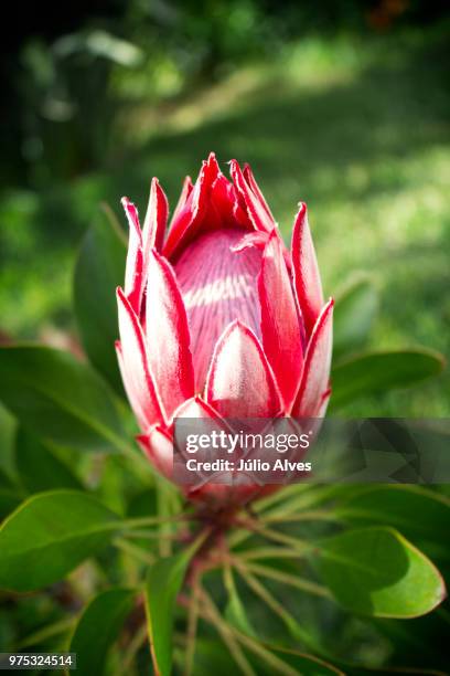 protea iii - protea stock pictures, royalty-free photos & images
