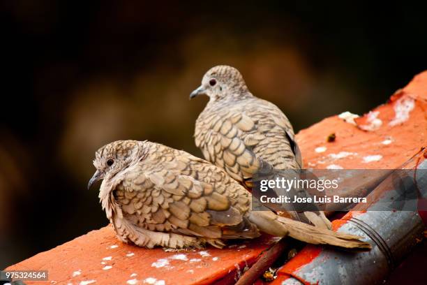 mr. & mrs. bird - callipepla squamata stock pictures, royalty-free photos & images