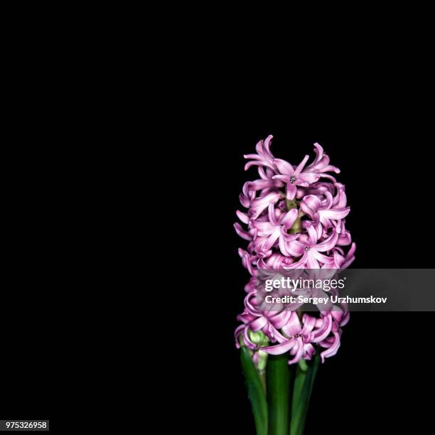 hyacinth - hyacinth stock pictures, royalty-free photos & images