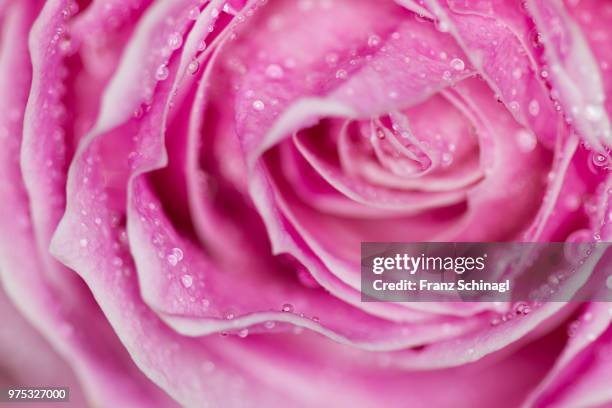 rose with waterdrops - rose mit wassertropfen - wassertropfen stock pictures, royalty-free photos & images