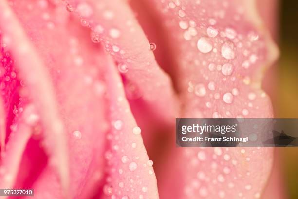 rose with waterdrops - rose mit wassertropfen - wassertropfen stock pictures, royalty-free photos & images