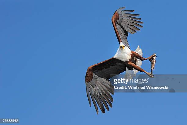 african fish eagle - 海雕 個照片及圖片檔