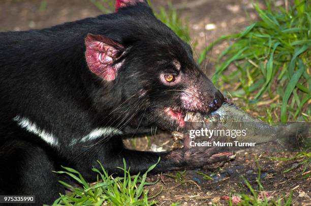 tasmanian devil - tasmanian devil stock pictures, royalty-free photos & images