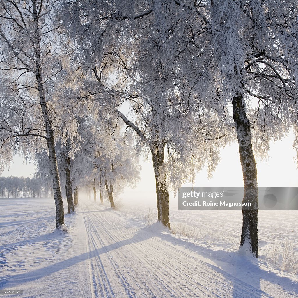 Birch trees lining snow-covered road