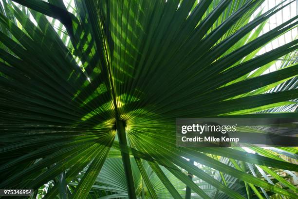 Close up of palm plants in the Palm House at Kew Gardens in London, United Kingdom. The Royal Botanic Gardens, Kew, usually referred to simply as Kew...