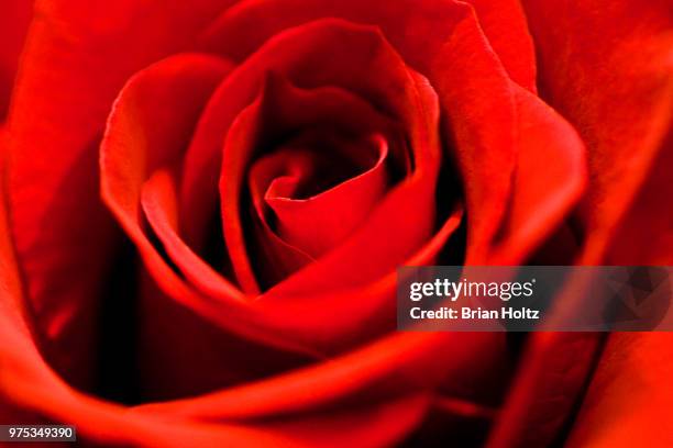 Ro Rosa 60 Ro Rosa Stock Photos, High-Res Pictures, and Images - Getty Images