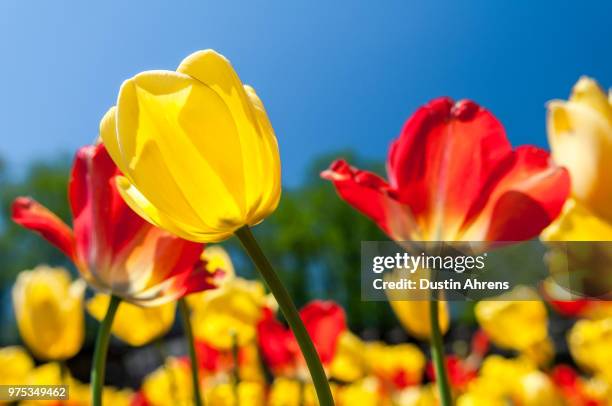 tulips - biltmore estate - biltmore estate stock-fotos und bilder