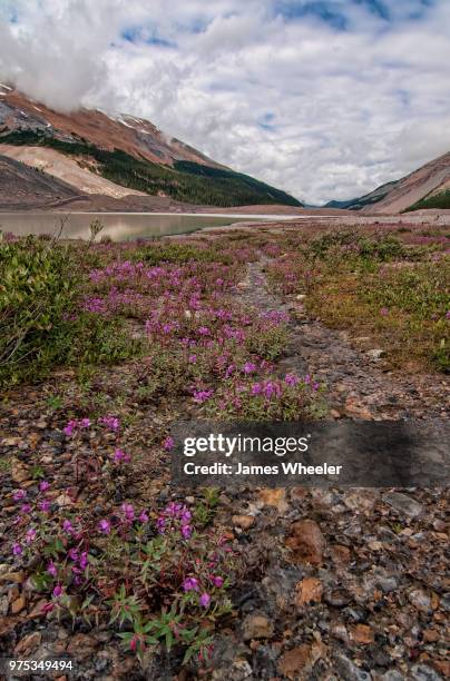 below the columbia icefields - wheeler fields stock pictures, royalty-free photos & images
