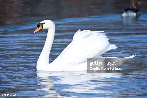 swan - schwan - schwan foto e immagini stock