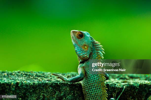 an indian chameleon in kerala, india. - camaleon stock pictures, royalty-free photos & images