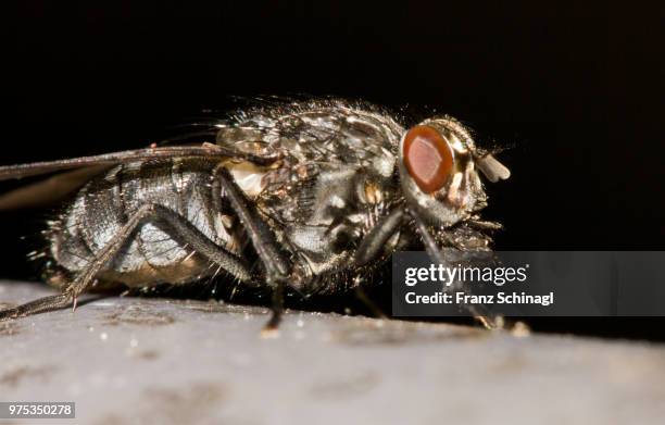 fly - fliege - fliege fotografías e imágenes de stock