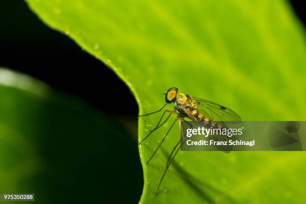 fly - fliege - fliege stock pictures, royalty-free photos & images