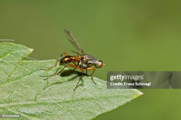 fly - fliege - fliege fotografías e imágenes de stock