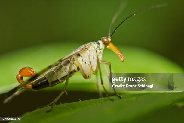 fly - fliege - fliege fotografías e imágenes de stock