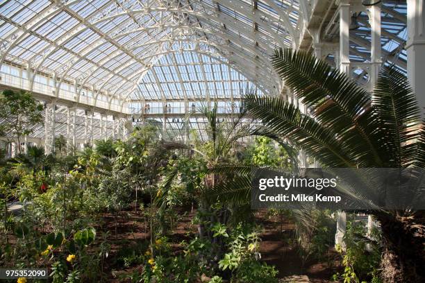 Interior view of the newly refurbished Temperate House at Kew Gardens in London, United Kingdom. The Royal Botanic Gardens, Kew, usually referred to...