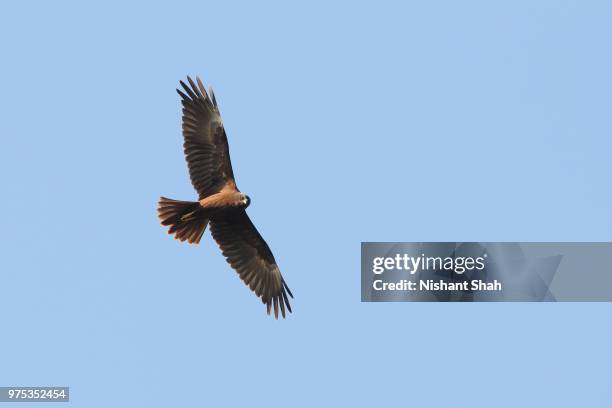 marsh harrier - marsh harrier stock pictures, royalty-free photos & images