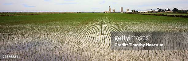 young rice in flooded field; farm buildings beyond - timothy hearsum stockfoto's en -beelden
