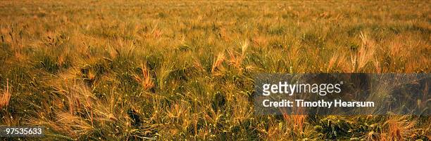 full frame view of ripening barley - timothy hearsum foto e immagini stock