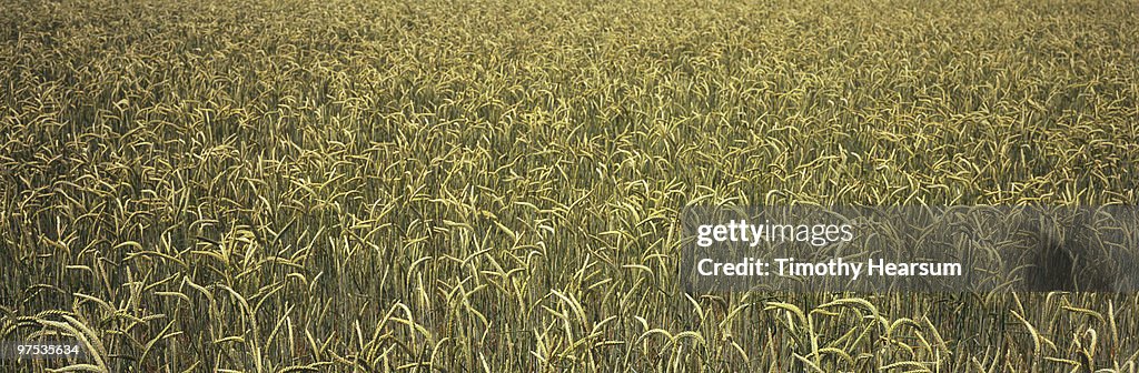 Full frame view of ripening wheat