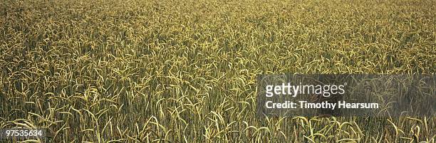 full frame view of ripening wheat - timothy hearsum photos et images de collection