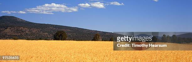 field of mature wheat; mountains beyond - timothy hearsum stock-fotos und bilder