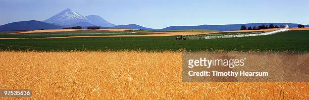 fields of  wheat and alfalfa; mt. shasta beyond - timothy hearsum stockfoto's en -beelden
