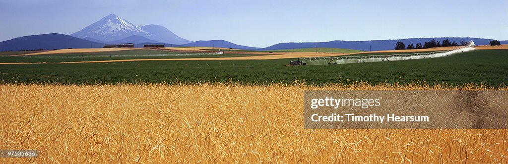 Fields of  wheat and alfalfa; Mt. Shasta beyond