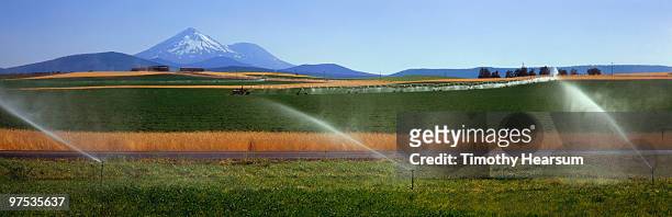 fields of alfalfa and wheat; mt. shasta beyond - timothy hearsum stock-fotos und bilder