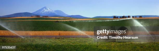 fields of alfalfa and wheat; mt. shasta beyond - timothy hearsum 個照片及圖片檔