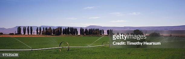 alfalfa with irrigation; poplars, mountains beyond - timothy hearsum imagens e fotografias de stock