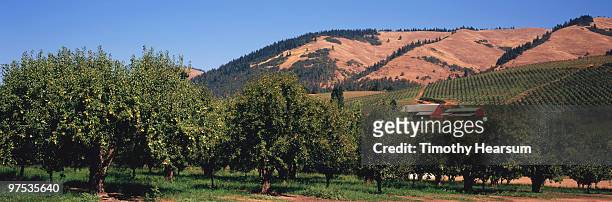 pear orchard; barns and mountains beyond - timothy hearsum stock-fotos und bilder
