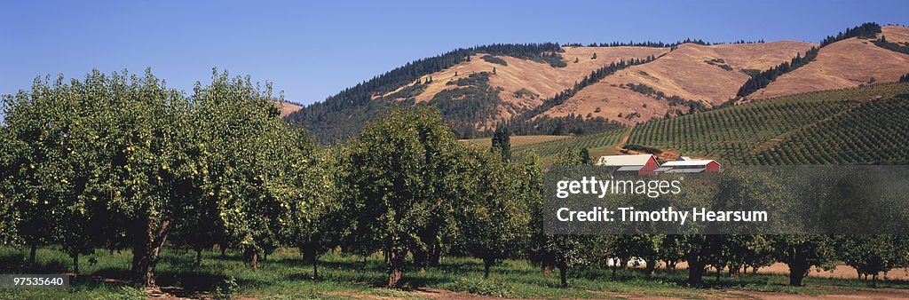 Pear orchard; barns and mountains beyond