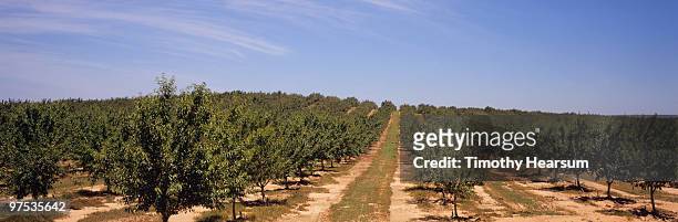 rows of almond trees  - timothy hearsum stockfoto's en -beelden