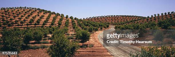 hillsides with rows of almond trees - timothy hearsum stock-fotos und bilder