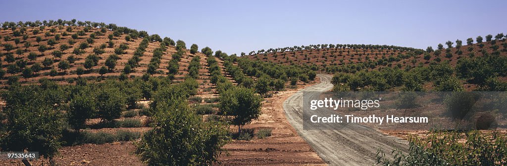 Hillsides with rows of almond trees