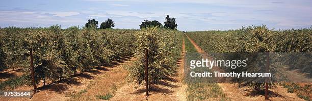 rows of trellised olive trees - timothy hearsum stock-fotos und bilder