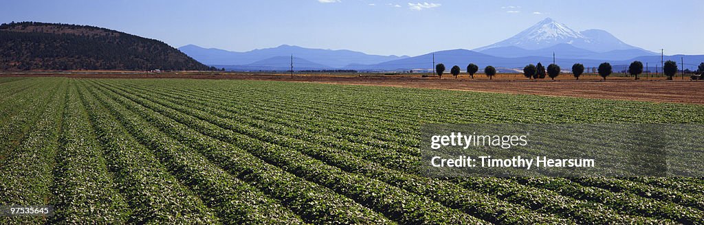 Rows of strawberry plants with Mt. Shasta beyond