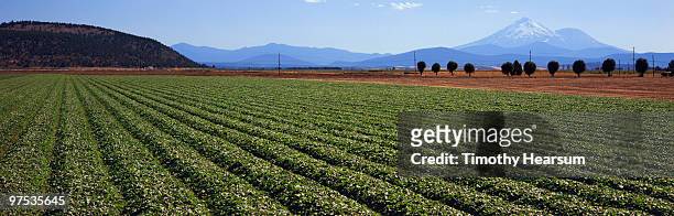 rows of strawberry plants with mt. shasta beyond - timothy hearsum stock pictures, royalty-free photos & images
