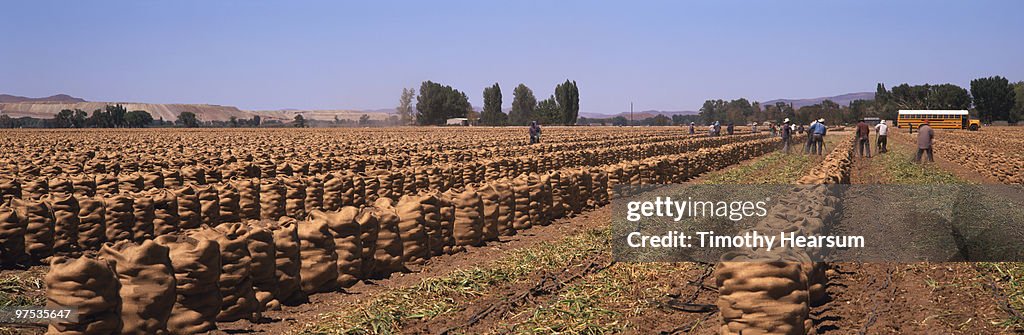 Field of rows of onions packed in burlap bags